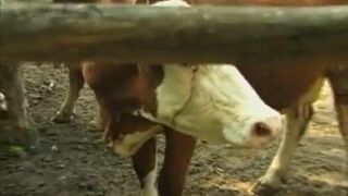 bare massive lollipops 24