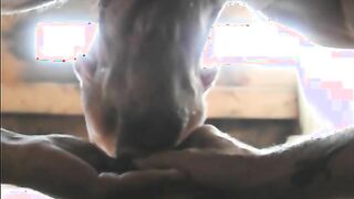 Cumsucking Compilation 2