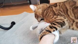 Toying with a unshaved coochie and a wedged brute .... Heavy have fun