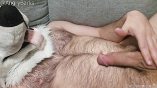 Wooly Eunuch @AngryBarks gets rock hard caressing his empty nut,shoots infertile jizm Excellent Neutered Puppy