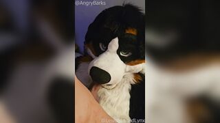 @LewdMindedLynx helps @AngryBarks thru his rut week shoots a load inwards and on his soles fumbles