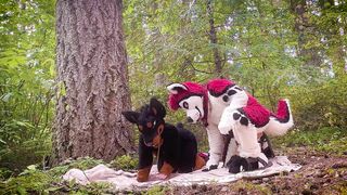 The Dog Days of Summer