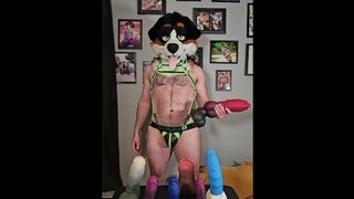 WILL THE NODE FIT? @AngryBarks attempts prodding six Weredog playthings into Azure's Snoot