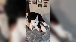 @AngryBarks from the Pioneer's office instructs your how to milk your puppy bf ‍