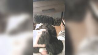Border Collie Plushie Licks And Makes Onesie Pubby Jizz!