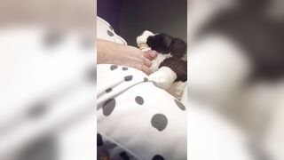 Border Collie Plushie Licks And Makes Onesie Pubby Jizz!