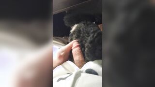 Border Collie Plushie Licks And Makes Onesie Pubby Jizz!