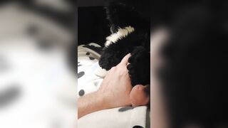 Border Collie Plushie Licks And Makes Onesie Pubby Jizz!